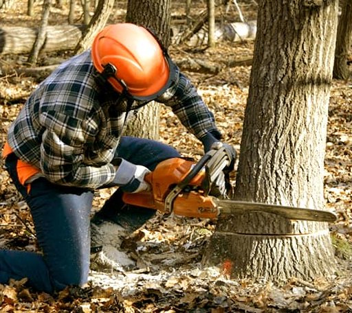 Tree Removal in Young America, MN